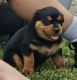 Rottweiler Puppies for sale in Muncie, IN, USA. price: $1,500
