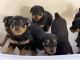 Rottweiler Puppies for sale in College Park, GA 30349, USA. price: $800