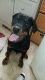 Rottweiler Puppies for sale in Albany, NY, USA. price: $500