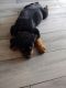 Rottweiler Puppies for sale in Weeki Wachee, FL, USA. price: $1,300