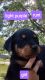 Rottweiler Puppies for sale in Clayton, IL 62324, USA. price: $500