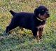 Rottweiler Puppies for sale in Greenfield, IL 62044, USA. price: $1,200