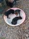 Rottweiler Puppies for sale in Shickshinny, PA 18655, USA. price: $1,300
