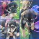 Rottweiler Puppies for sale in Plainfield, IN, USA. price: $350