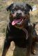 Rottweiler Puppies for sale in Deptford Township, NJ, USA. price: $4,000