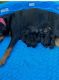 Rottweiler Puppies for sale in Ladson, SC 29456, USA. price: $1,500