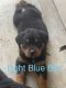 Rottweiler Puppies for sale in Hillsboro, MO 63050, USA. price: NA