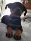 Rottweiler Puppies for sale in Norfolk, VA, USA. price: $350
