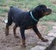 Rottweiler Puppies for sale in Berkeley Springs, WV 25411, USA. price: $500