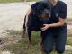 Rottweiler Puppies for sale in Champaign, IL, USA. price: $1,500