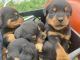 Rottweiler Puppies for sale in Champaign, IL, USA. price: $2,000