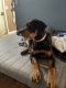 Rottweiler Puppies for sale in Naples, ME, USA. price: $1,600