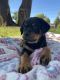Rottweiler Puppies for sale in Pleasant Hill, IA 50317, USA. price: $1,500