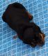 Rottweiler Puppies for sale in Pleasant Hill, IA 50317, USA. price: $1,500