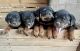 Rottweiler Puppies for sale in Victorville, CA, USA. price: $1,800