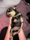 Rottweiler Puppies for sale in Deer Island, OR 97054, USA. price: $1,300