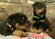 Rottweiler Puppies for sale in Brighton, CO, USA. price: $1,500