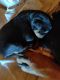 Rottweiler Puppies for sale in Durant, OK, USA. price: $600