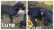 Rottweiler Puppies for sale in Plainfield, IN, USA. price: $475