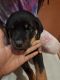 Rottweiler Puppies for sale in Allentown, PA, USA. price: $1,000