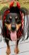 Rottweiler Puppies for sale in Fredericksburg, VA 22401, USA. price: NA