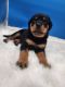 Rottweiler Puppies for sale in St Cloud, MN, USA. price: $1,300