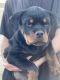 Rottweiler Puppies for sale in Victorville, CA, USA. price: $1,500