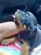 Rottweiler Puppies for sale in San Bernardino, CA, USA. price: $609