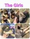 Rottweiler Puppies for sale in Plainfield, IN, USA. price: $100