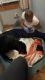 Rottweiler Puppies for sale in Memphis, TN, USA. price: $1,000
