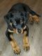 Rottweiler Puppies for sale in Fayetteville, GA, USA. price: $2,500