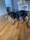 Rottweiler Puppies for sale in Milford, CT, USA. price: $2,000