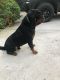 Rottweiler Puppies for sale in San Diego, CA, USA. price: $2,000