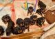 Rottweiler Puppies for sale in 1477 Main St, Buffalo, NY 14209, USA. price: $500