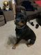 Rottweiler Puppies for sale in San Antonio, TX, USA. price: $500