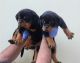 Rottweiler Puppies for sale in Los Angeles, CA, USA. price: $2,500