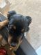 Rottweiler Puppies for sale in Loganville, GA 30052, USA. price: $1,600
