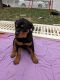 Rottweiler Puppies for sale in West Sacramento, CA 95691, USA. price: $350