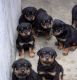 Rottweiler Puppies for sale in Philippi, WV 26416, USA. price: $300
