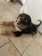 Rottweiler Puppies for sale in Wichita, KS, USA. price: $100