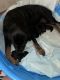 Rottweiler Puppies for sale in North Las Vegas, NV 89032, USA. price: $900
