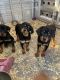 Rottweiler Puppies for sale in Miami County, OH, USA. price: $1,500