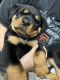 Rottweiler Puppies for sale in Brentwood, CA 94513, USA. price: $1,200