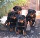 Rottweiler Puppies for sale in Findlay, OH 45840, USA. price: $500