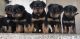 Rottweiler Puppies for sale in Aldergrove, Langley Twp, BC V4W, Canada. price: $2,000