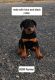 Rottweiler Puppies for sale in Burns, OR 97720, USA. price: $350