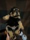 Rottweiler Puppies for sale in Minot, ND, USA. price: $2,000