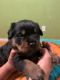 Rottweiler Puppies for sale in New York, NY, USA. price: $1,200