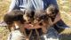 Rottweiler Puppies for sale in Russellville, KY 42276, USA. price: $450