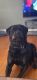 Rottweiler Puppies for sale in Hemet, CA, USA. price: $800